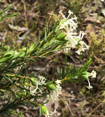 Pimelea stricta