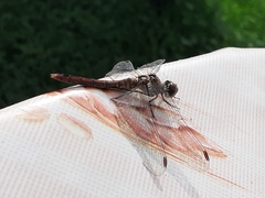 Sympetrum sanguineum