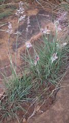 Melinis repens repens