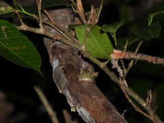 Kurixalus berylliniris