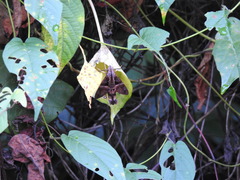 Macroglossum divergens