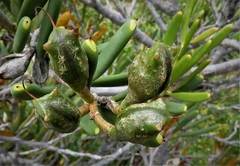Hakea clavata