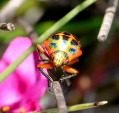 Calidea dregii