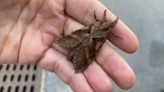 Endoclita excrescens