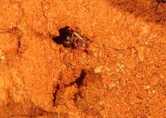 Tetramorium sericeiventre