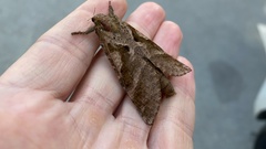 Endoclita excrescens