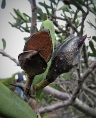 Hakea clavata