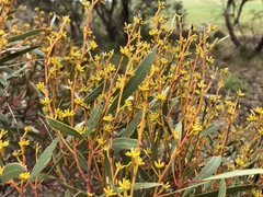 Eucalyptus leptophylla