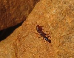 Tetramorium sericeiventre