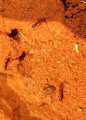 Tetramorium sericeiventre