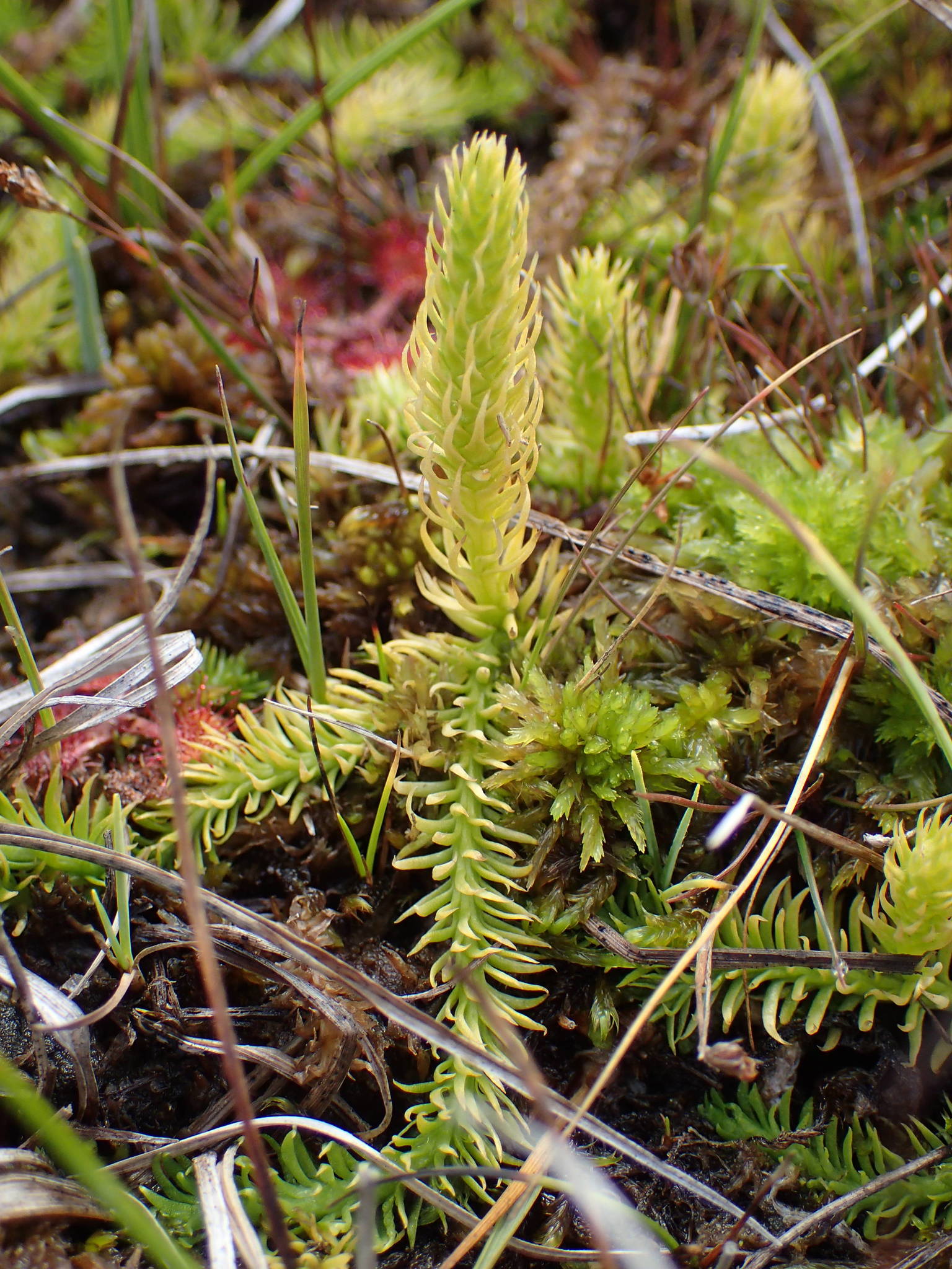 Lycopodiella