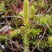 Bog Clubmosses - Photo (c) Sylvain Piry, some rights reserved (CC BY-NC), uploaded by Sylvain Piry