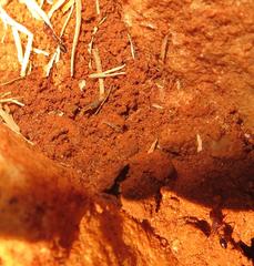 Tetramorium sericeiventre