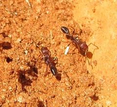 Tetramorium sericeiventre
