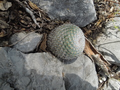Mammillaria haageana elegans