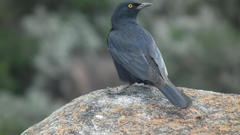 Onychognathus nabouroup