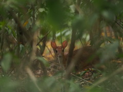 Nesotragus moschatus