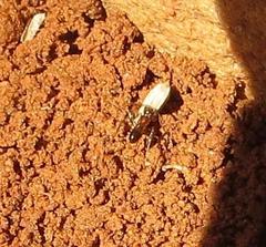 Tetramorium sericeiventre