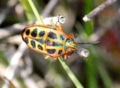 Calidea dregii