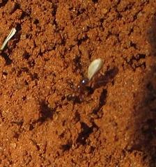 Tetramorium sericeiventre