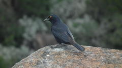 Onychognathus nabouroup