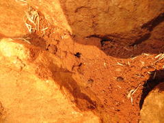 Tetramorium sericeiventre