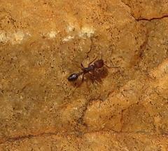 Tetramorium sericeiventre