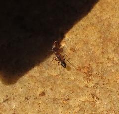 Tetramorium sericeiventre