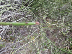 Euphorbia rossiana