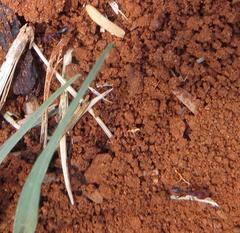 Tetramorium sericeiventre