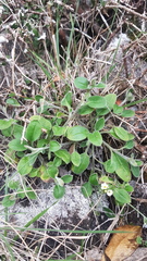 Myosotis lytteltonensis