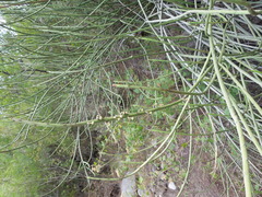 Euphorbia rossiana