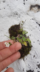 Myosotis lytteltonensis