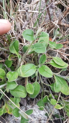 Myosotis lytteltonensis