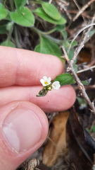 Myosotis lytteltonensis