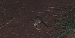 Petrodromus tetradactylus