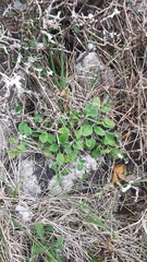 Myosotis lytteltonensis