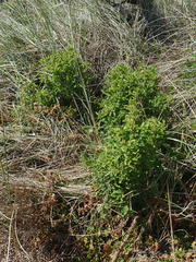 Solanum chenopodioides