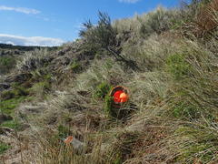 Solanum chenopodioides
