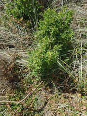 Solanum chenopodioides