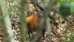 Rhynchocyon chrysopygus
