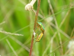 Calidea nana