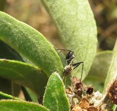 Camponotus cinctellus