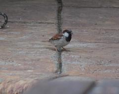 Passer domesticus indicus