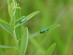Calidea nana