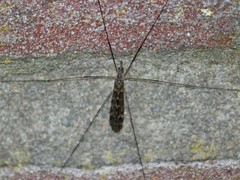 Tipula confusa