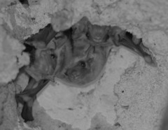 Taphozous hildegardeae