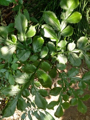 Amorphophallus hirtus