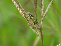Calidea nana