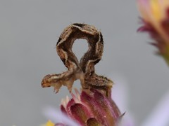Eupithecia virgaureata